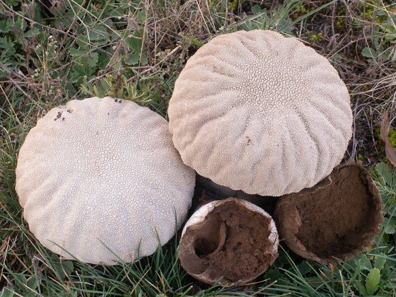 Lycoperdon utriforme Lycoperdon utriforme